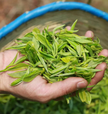 Freshly picked vibrant green tea leaves for Pu Erh tea health benefits