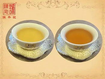 Two cups of Sheng Puerh tea served for optimal aging and flavor enhancement