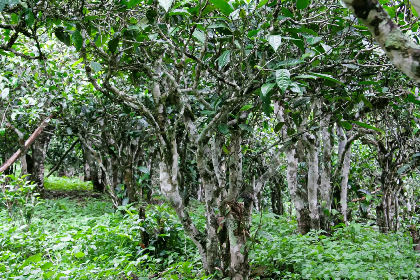 Tea plants thriving in a lush field for Pu’er Tea production