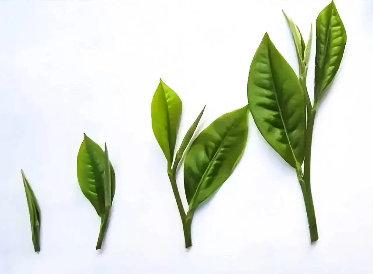 Green tea leaves on stems, highlighting low-grade Pu-Erh Tea quality
