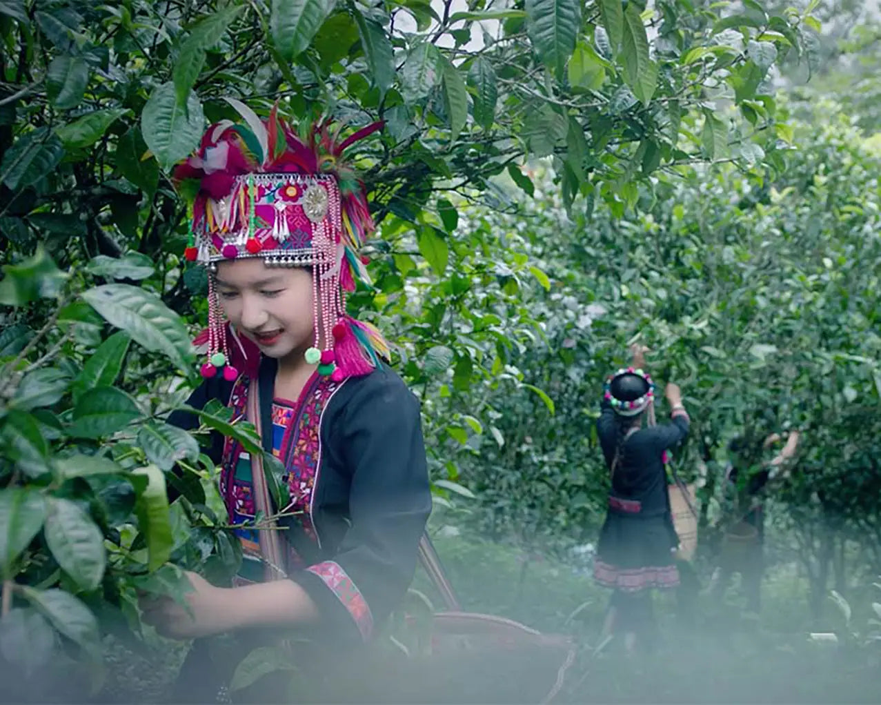 Tea-picking woman in traditional attire representing Chinese tea culture evolution
