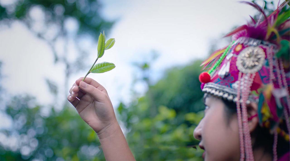 A young woman in Hani dress holds up a fresh tea bud