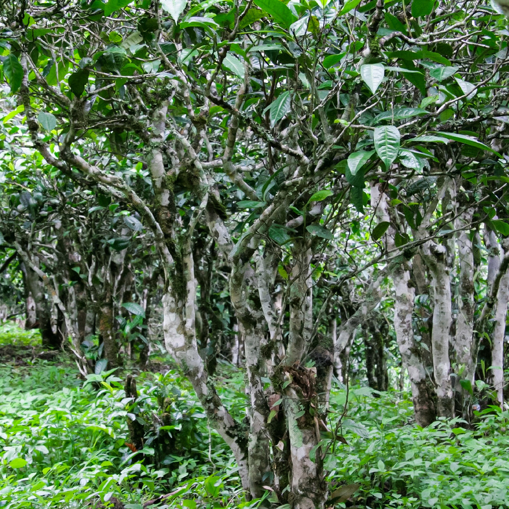 Discover Tea Plants Behind Pu'er Tea's Creation
