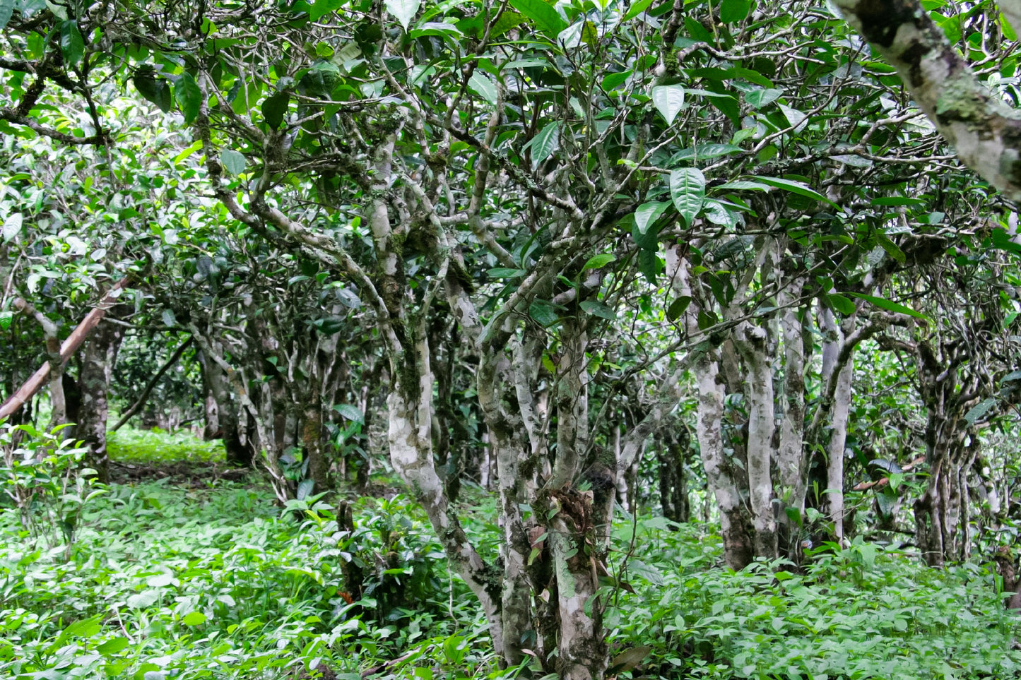 Discover Tea Plants Behind Pu'er Tea's Creation