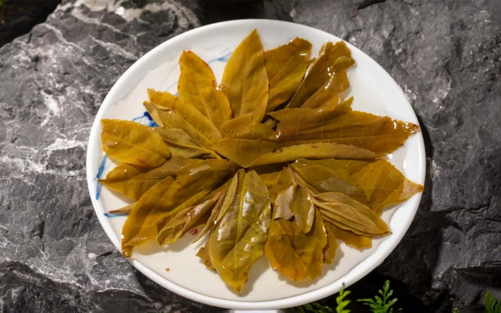 Golden tea leaves arrangement showcased for Lao Ban Zhang tea article