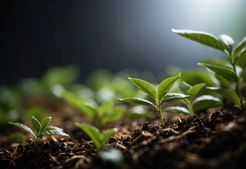 Green seedlings emerging from soil in an article about How Is Tea Fermented