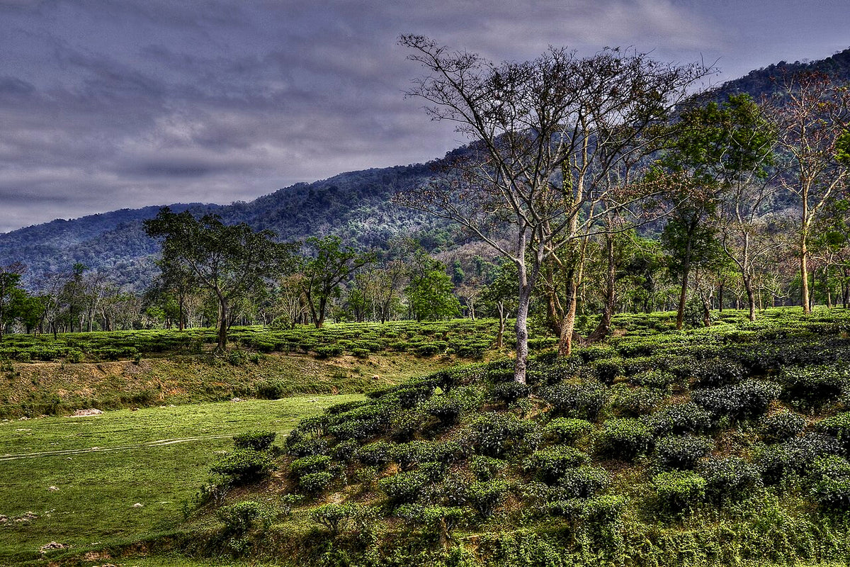 A tea garden in Assam, India, with shade trees and forested hills