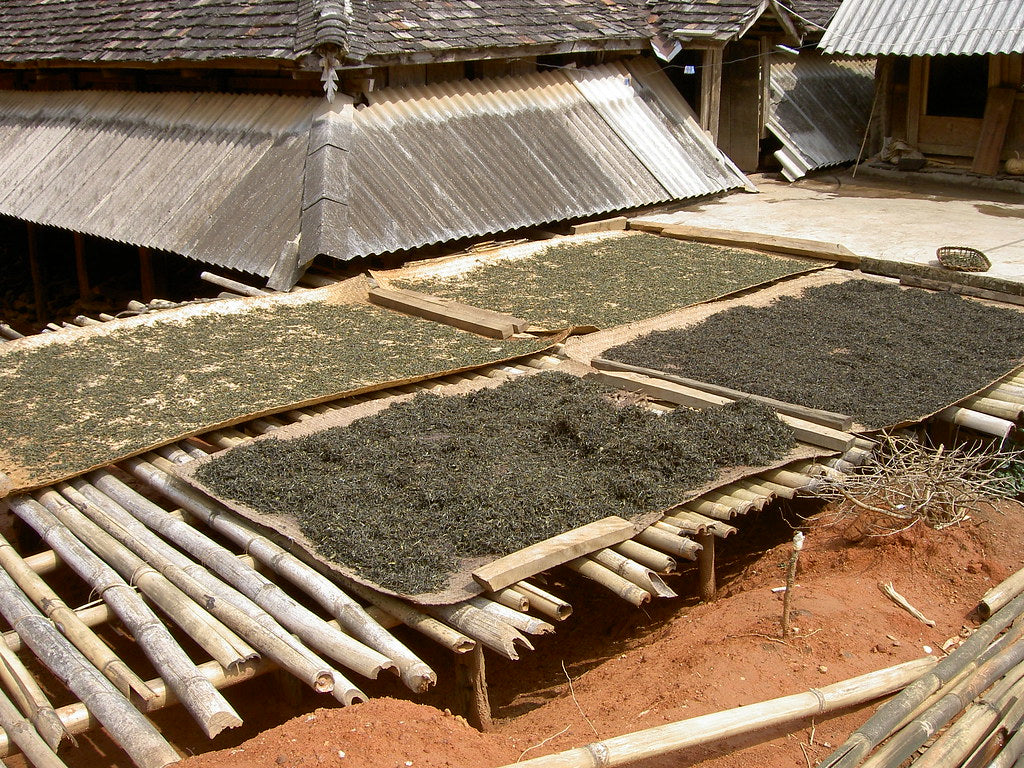 Tea leaf spread on bamboo racks to sun-dry in a Yunnan village