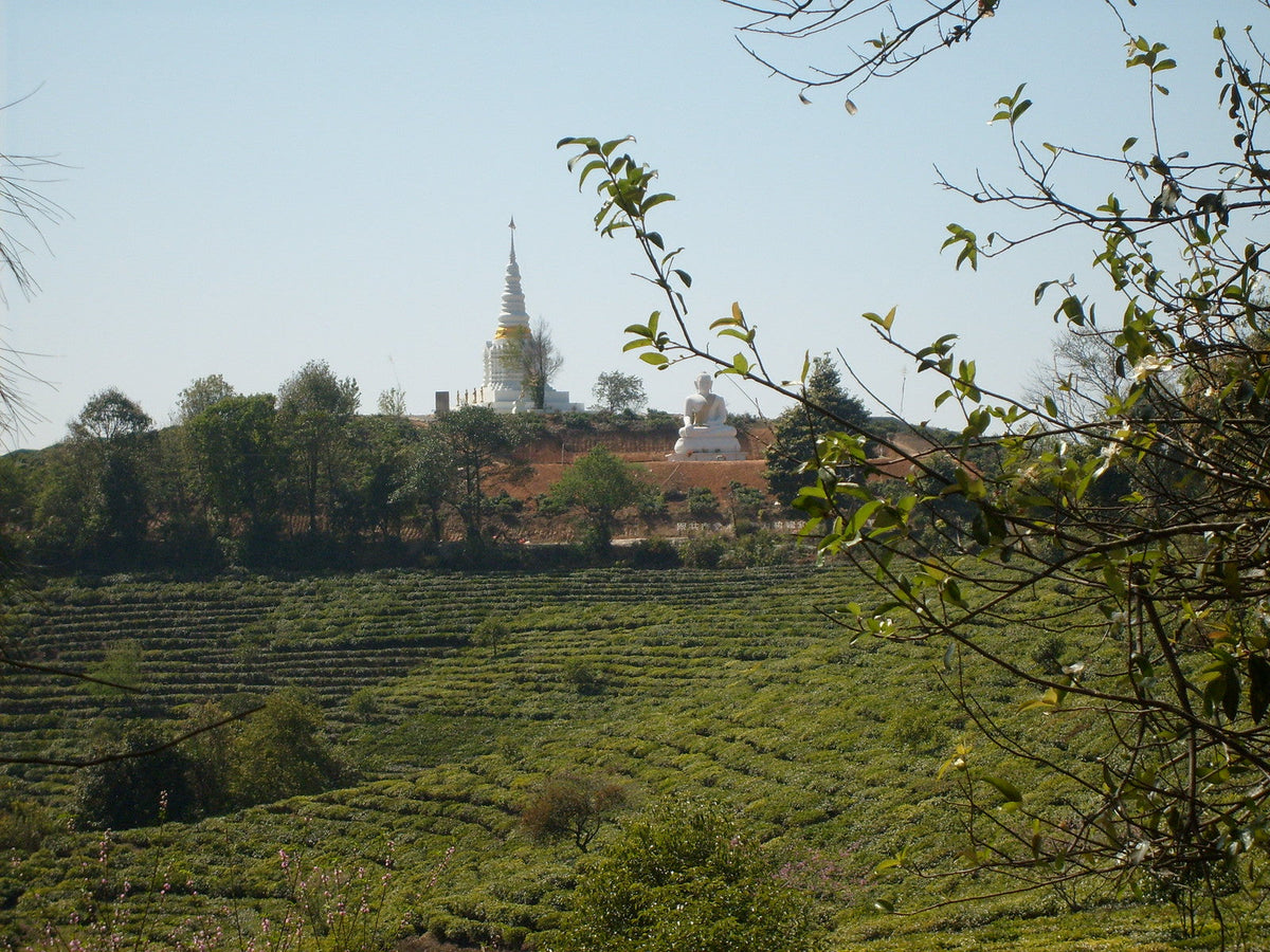 Rows of tea bushes in Xishuangbanna, Yunnan, with a white stupa and Buddha statue on the hill behind