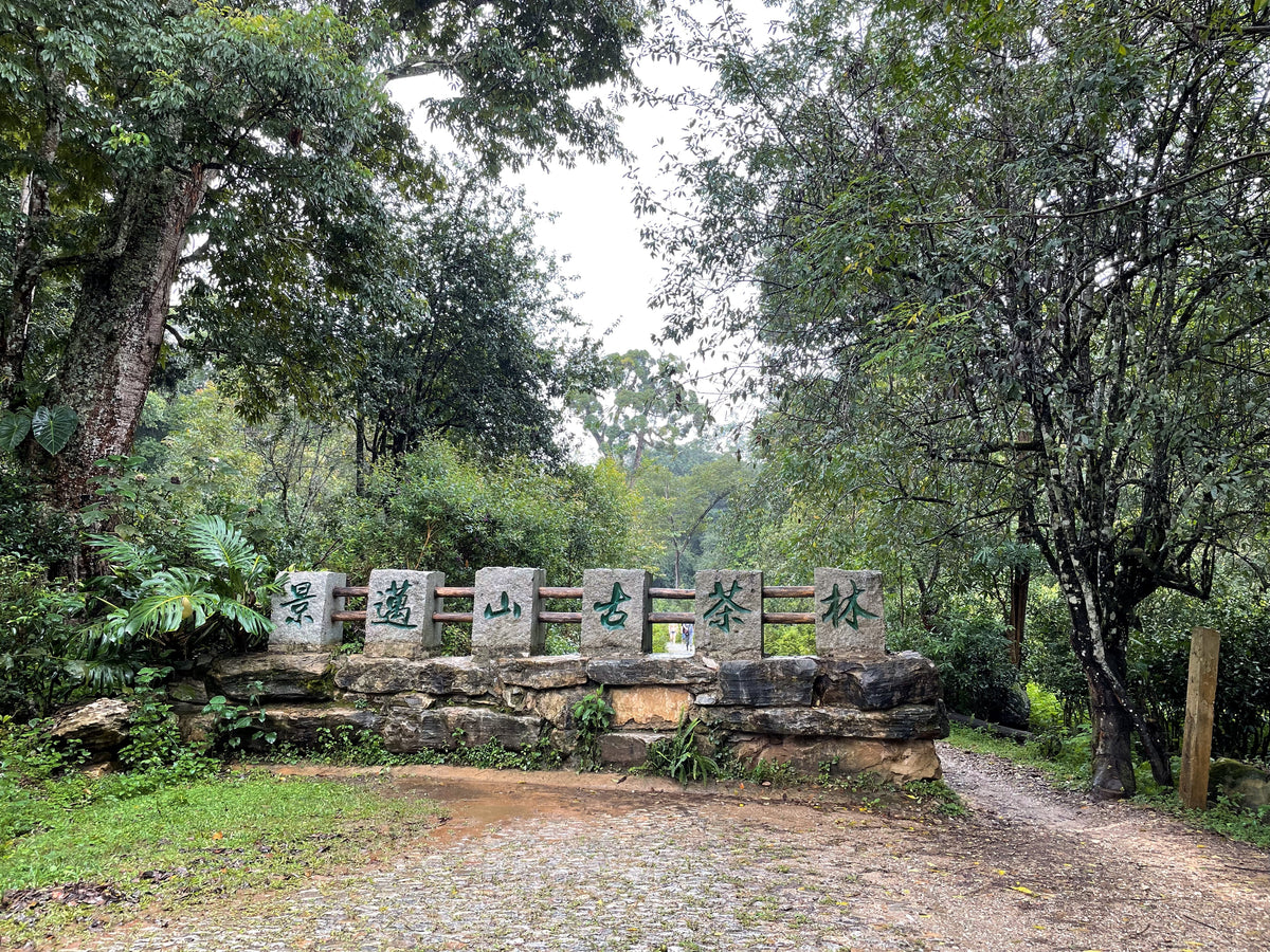 Stone sign reading Jingmai Mountain Ancient Tea Forest (景迈山古茶林) at the edge of an old tea forest in Pu'er, Yunnan