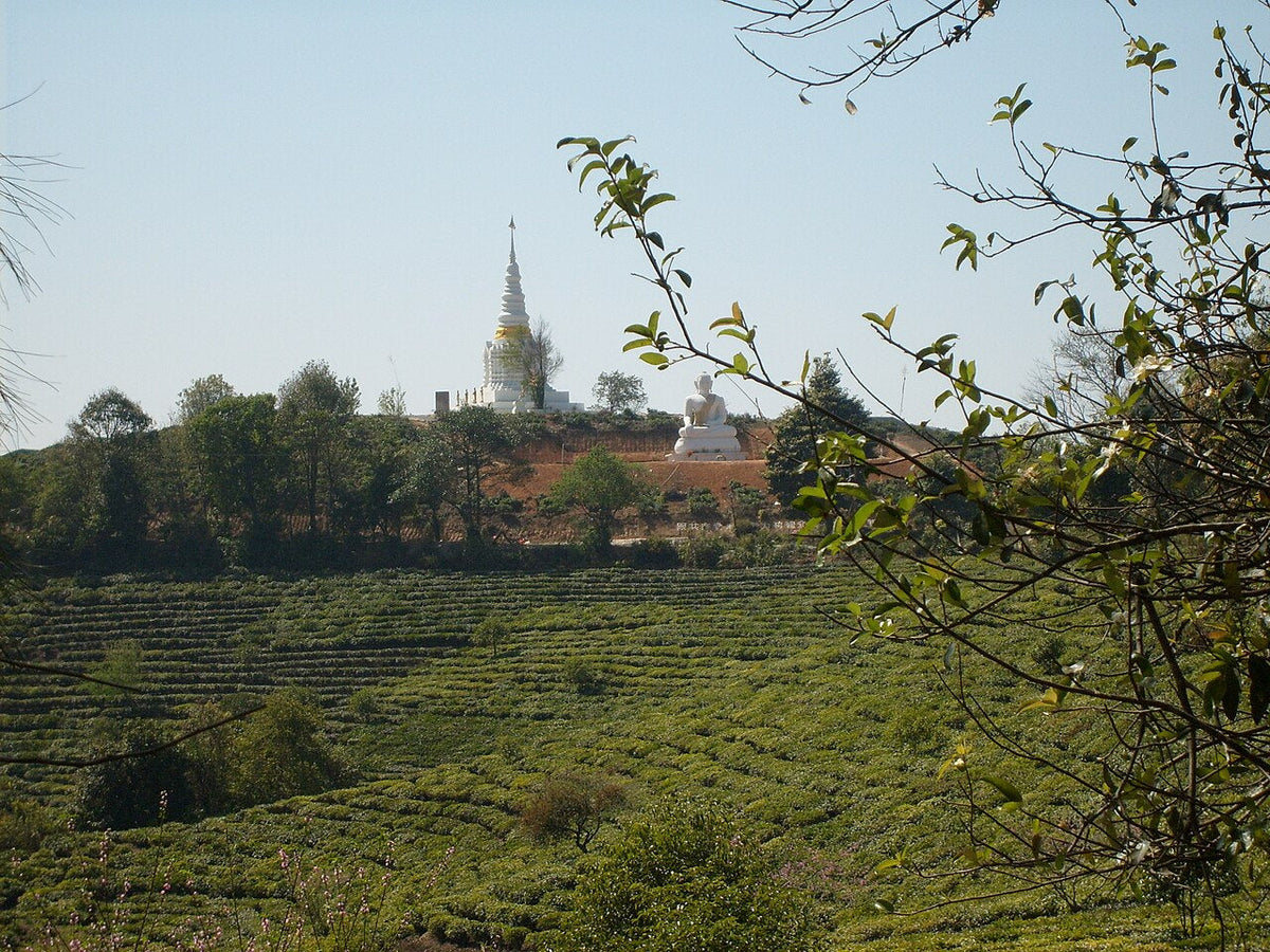 Terraced tea gardens near Xiding in Menghai County, Xishuangbanna, with a white stupa and Buddha statue on the hill behind
