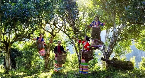 Exploring the Cultural Significance of Pu Erh Tea