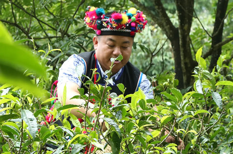 Exploring the Cultural Significance of Pu Erh Tea