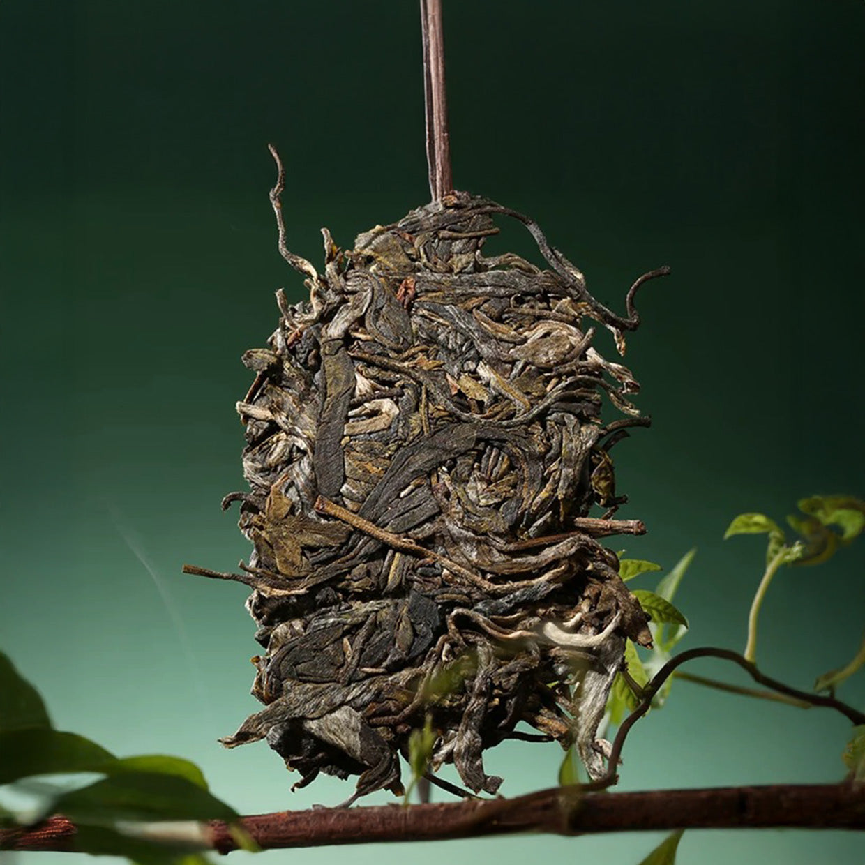 
                  
                    2025 Lao Ban Zhang Raw Pu-erh Tea - 357g - Pu Erh Tea
                  
                