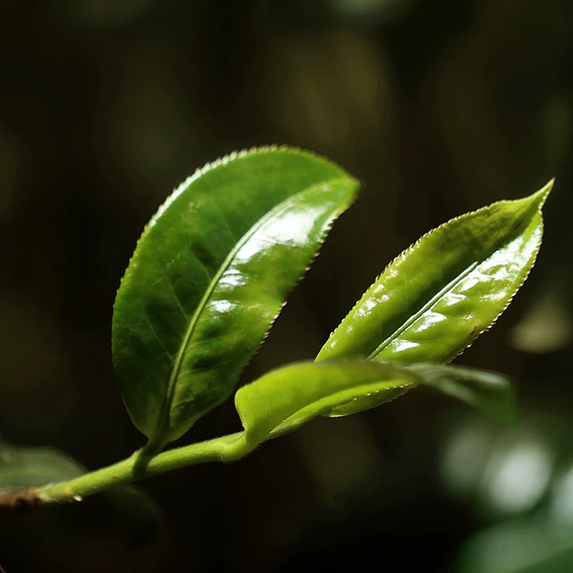 
                  
                    2025 Na Ka Raw Pu erh Tea 357g Pu Erh Tea
                  
                
