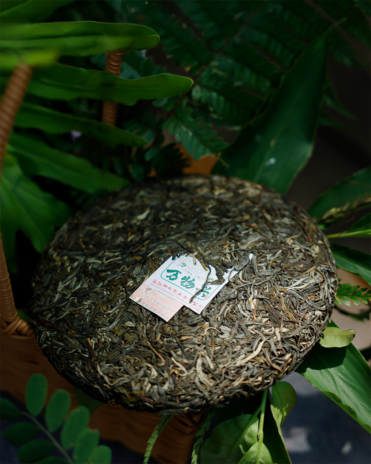 2025 Wan Wu Xing Raw Pu erh Tea 357g Pu Erh Tea