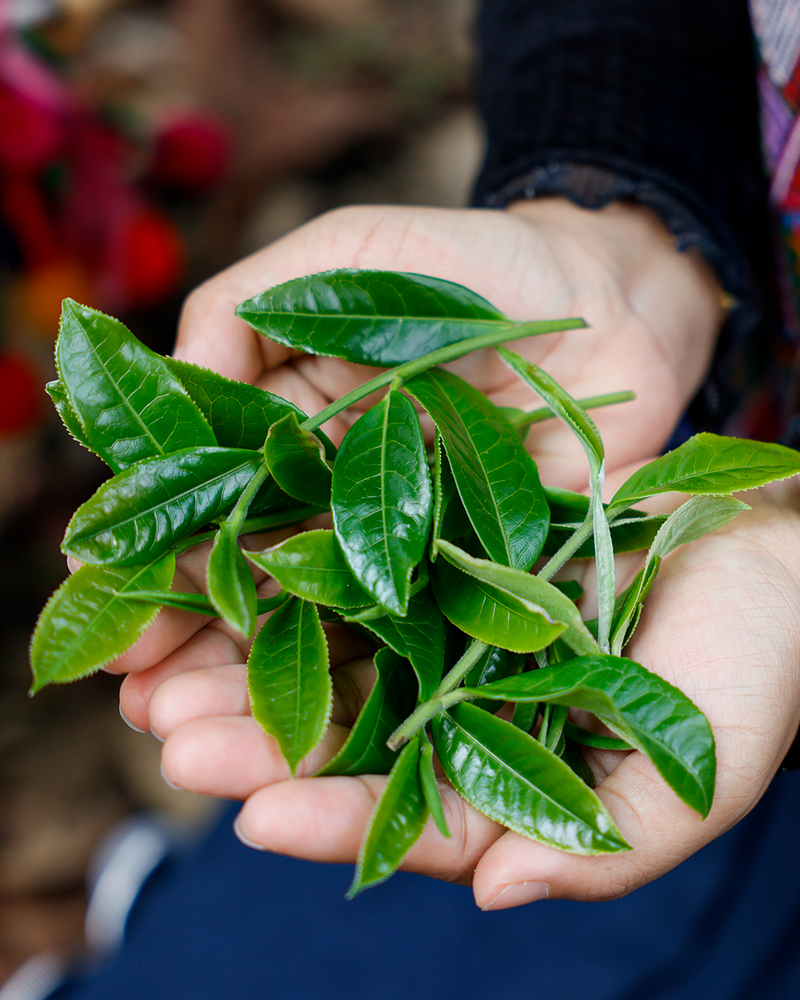 
                  
                    2025 Wan Wu Xing Raw Pu erh Tea 357g Pu Erh Tea
                  
                