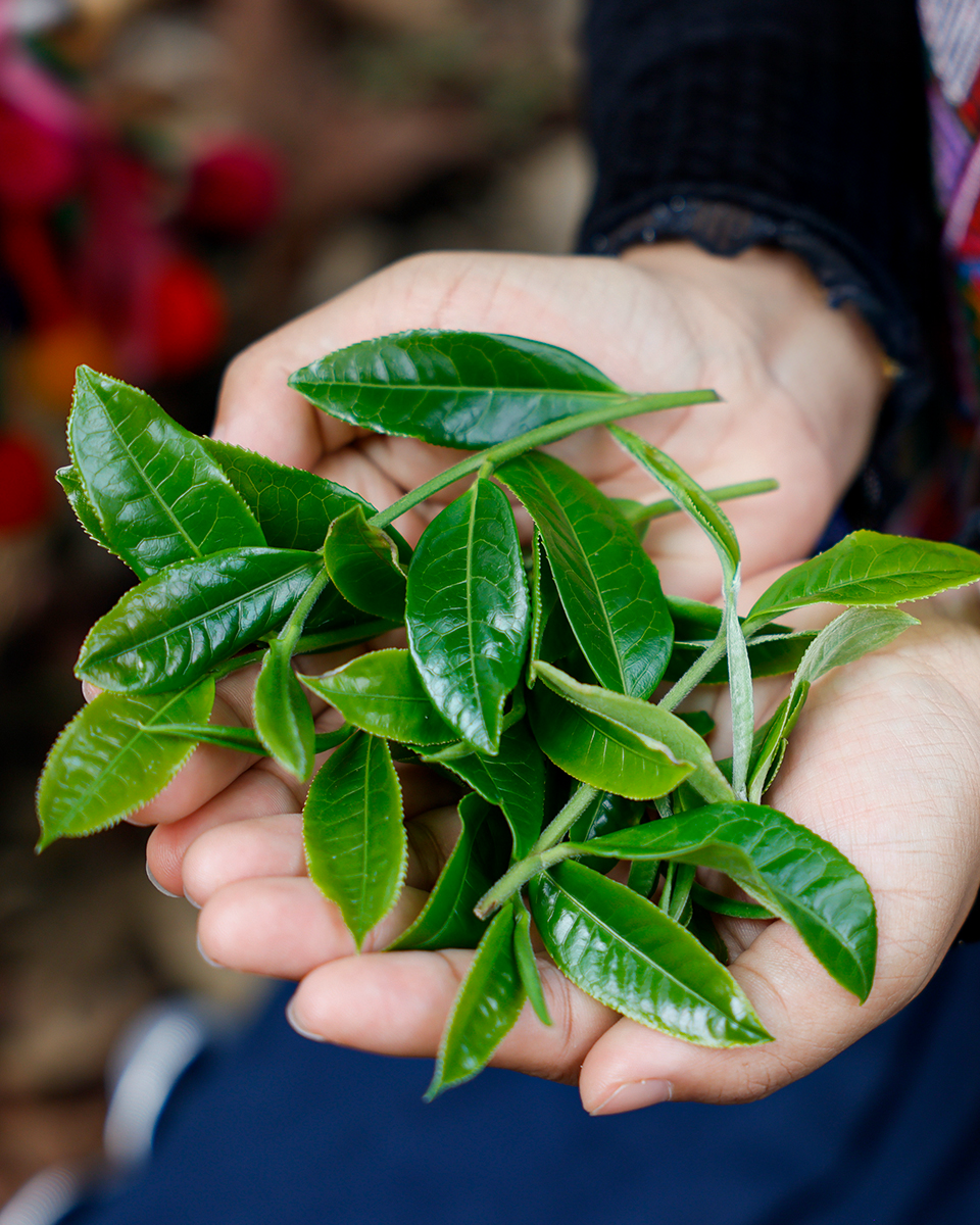 
                  
                    2025 Wan Wu Xing Raw Pu erh Tea 357g Pu Erh Tea
                  
                