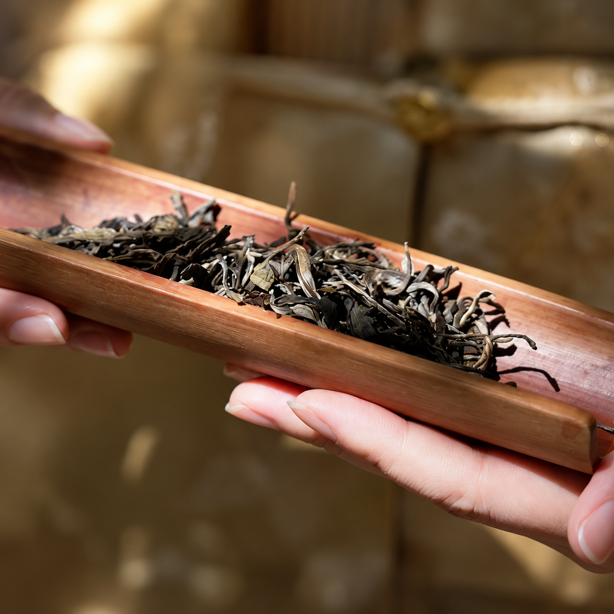 2026 Xi Gui dry tea leaves in a bamboo scoop
