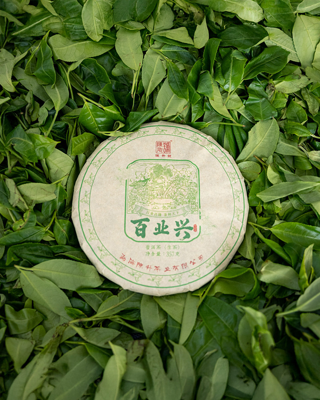 
                  
                    2026 Bai Ye Xing Raw Pu-erh Tea
                  
                