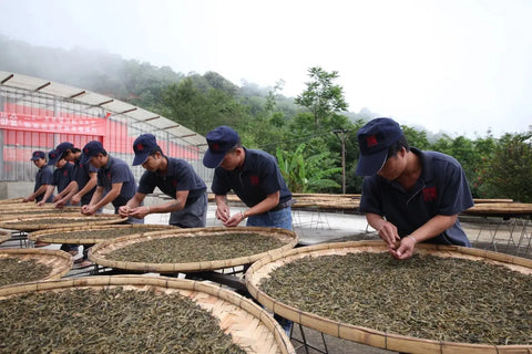 Where Is Pu Erh Tea