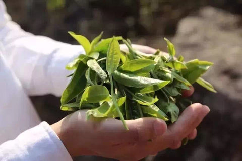 Where Is Pu Erh Tea