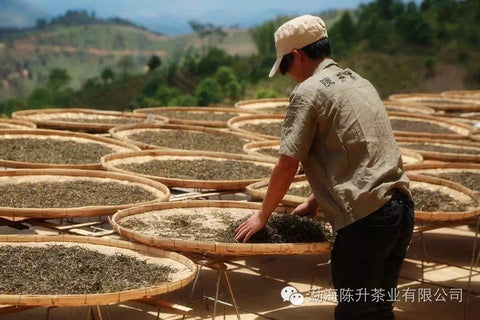 Pu Erh Tea and Its Role in Traditional Chinese Medicine