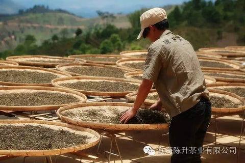Pu Erh Tea and Its Role in Traditional Chinese Medicine