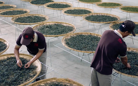Pu-erh Tea Extract