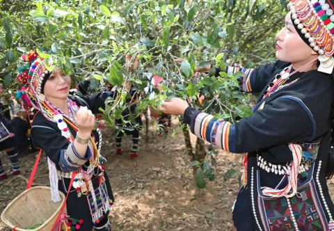 2024 Ban Zhang Village Spring Tea Harvest Festival