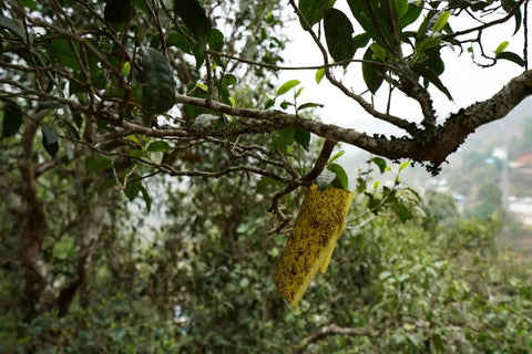 Explore the Naka base of Chen Sheng Hao