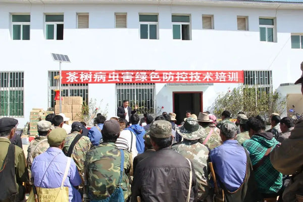 A Review of Sixteen Years of Development Between Chen Sheng Hao and Lao Ban Zhang