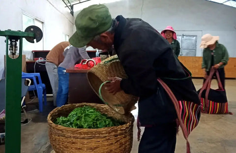 Chen Sheng Hao Farmers dumping pu erh tea leaves
