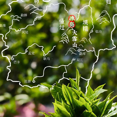 2025 Bing Dao Raw Pu-erh Tea