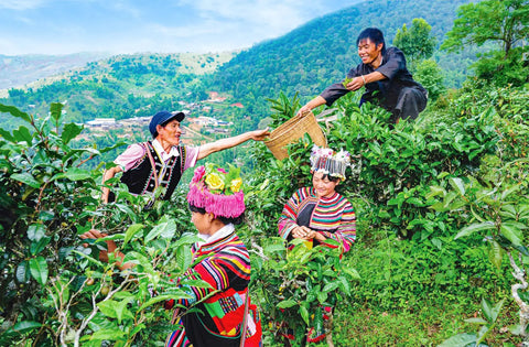 How is Pu’er tea being made in Chen Sheng Hao?