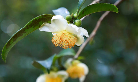 Discover Tea Plants Behind Pu’er Tea’s Creation