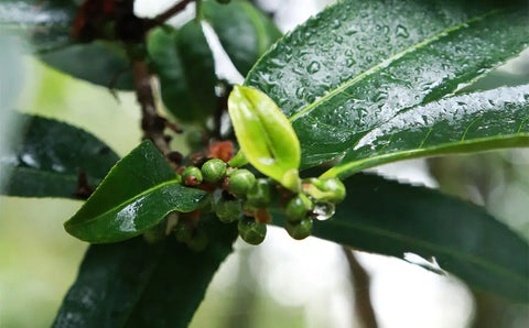 Discover Tea Plants Behind Pu’er Tea’s Creation