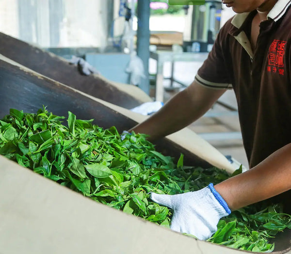 Pu-Erh Tea 101: Everything You Need To About This Extraordinary Tea