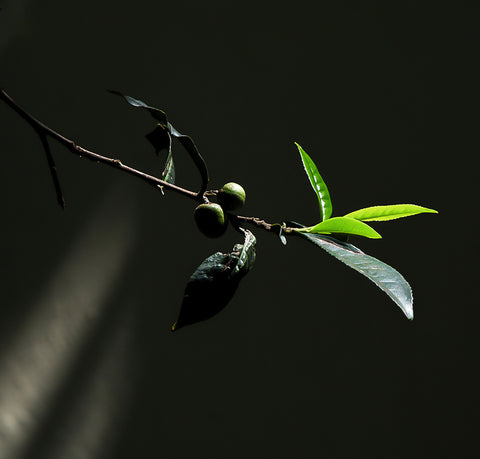 Discover Tea Plants Behind Pu’er Tea’s Creation