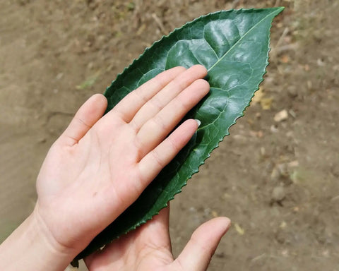 Discover Tea Plants Behind Pu’er Tea’s Creation