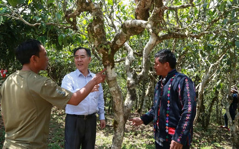 Everything About the King of Tea Lao Ban Zhang