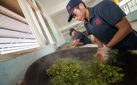 Everything About the King of Tea Lao Ban Zhang