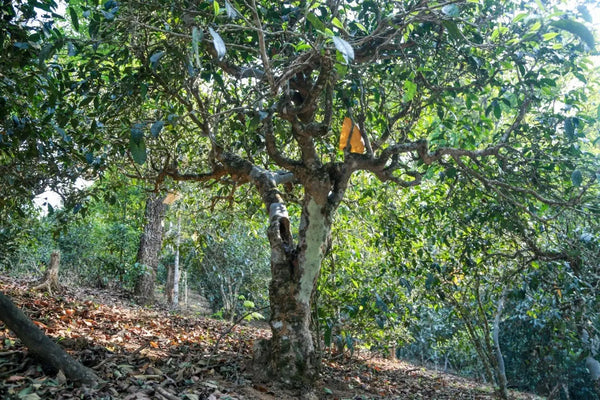 Pu-Erh Tea 101: Everything You Need To About This Extraordinary Tea
