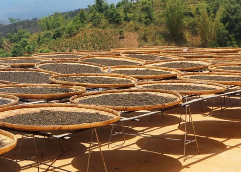 How is Pu’er tea being made in Chen Sheng Hao?