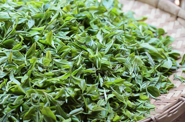 Pu-Erh Tea 101: Everything You Need To About This Extraordinary Tea