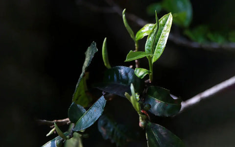 Everything About the King of Tea Lao Ban Zhang