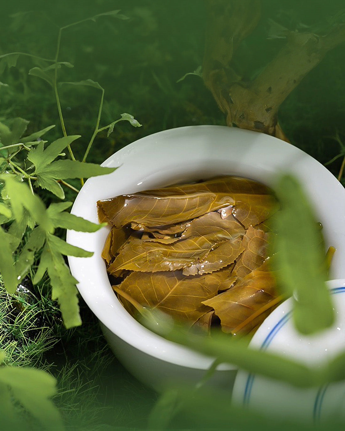 Aftara Tea 2024 Lao Ban Zhang Raw Pu-erh Tea – Cspuerh (Chen Sheng Hao)