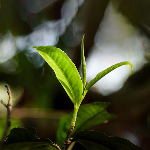 Pu-Erh Tea 101: Stems in Pu-Erh Tea? A sign of low-grade tea?