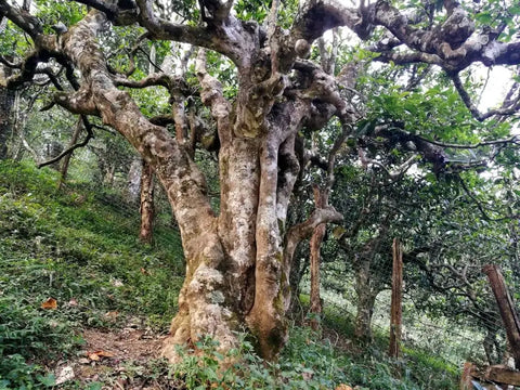 Explore the Nan Nuo base of Chen Sheng Hao