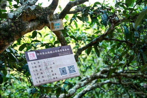 Explore the Nan Nuo base of Chen Sheng Hao